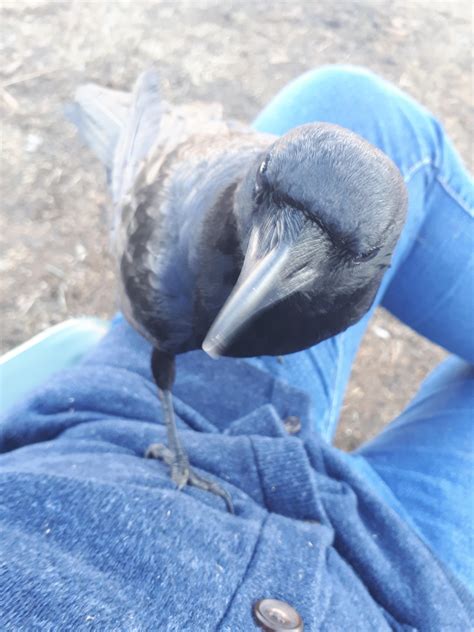 My pet crow Brandon. Just sharing : r/crows