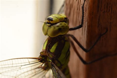 Dragonfly Insecto Macro Foto Gratis En Pixabay Pixabay