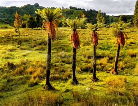 New Zealand, Tree Ferns, Native Plants Stock Photo - Image of magic ...