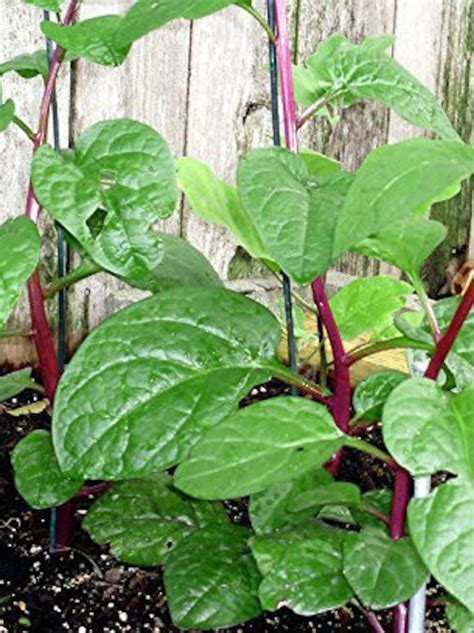 Seeds Red Malabar Spinach Etsy Uk