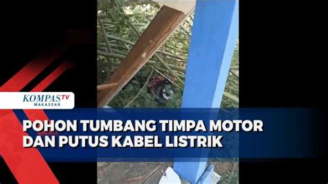 Pohon Tumbang Timpa Motor Dan Putus Kabel Listrik