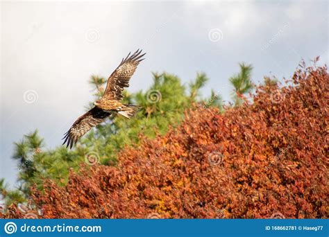 Kite a Bird of Prey Often Seen Along the Kamogawa River. Kyoto Stock ...