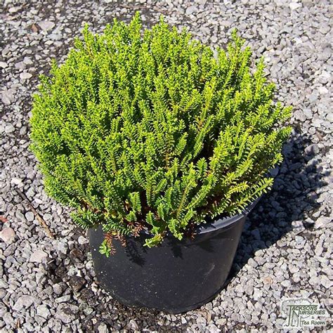 Buy Hebe Green Globe Emerald Green Shrubby Veronica In The Uk