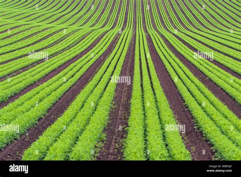 Crop Rows Clipart