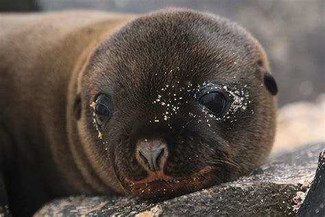 10 Amazing Animals To See In The Galápagos Islands Fodors Travel Guide