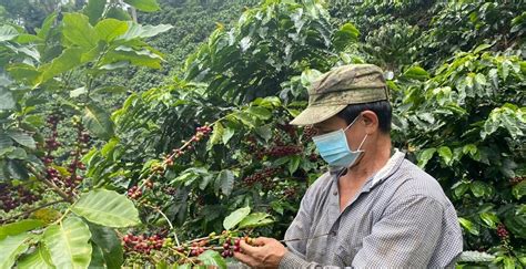 Productores de papa y café fueron los más golpeados por las lluvias en