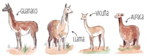 Llama Vs Alpaca Yahoo Image Search Results Llama Alpaca Images Alpaca