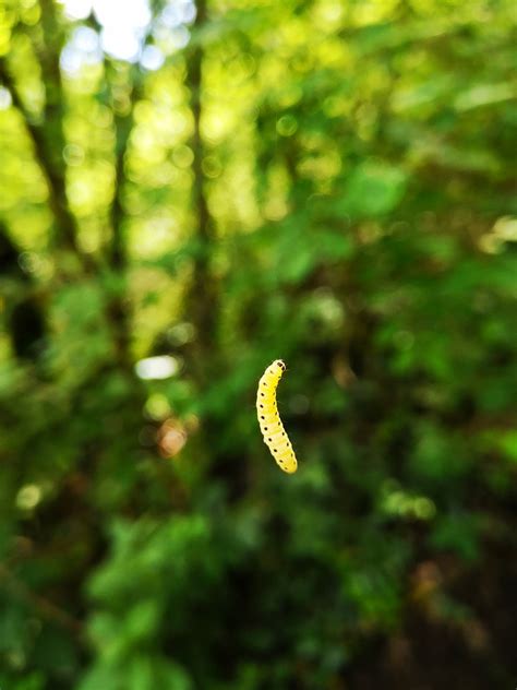 Insect, larva, nature, green,free pictures - free image from needpix.com