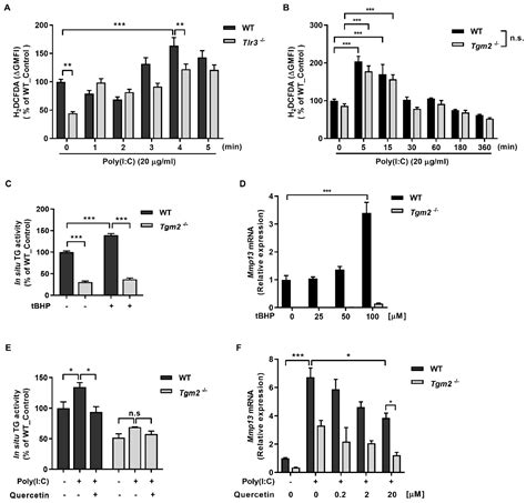 Ijms Free Full Text Double Stranded Rna Enhances Matrix