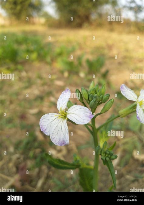 Wild Radish Flower Hortensis F Raphanistroides Raphanus Caudatus