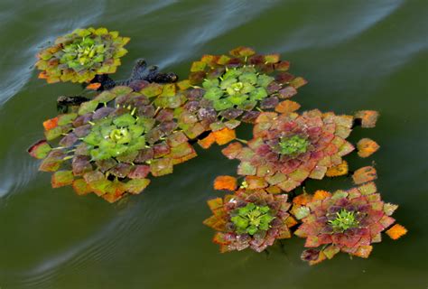 Trapa natans – Рогульник плавающий (водяной орех?) | Pandan, Color ...