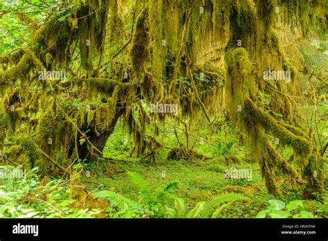 Forest Of Trees Covered With Moss In The Temperate Hoh Rain Forest