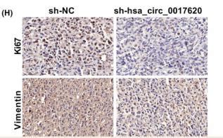 Ki Antibody Affinity Biosciences