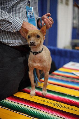 Xoloitzcuintli | Xoloitzcuintli, Mexican hairless dog, Hairless dog