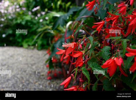 Begonia Firewings Red,trailing,begonias,hanging basket,container,pot,display,displays,red ...