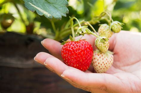 Qué es la seguridad alimentaria y por qué es tan importante Enraíza