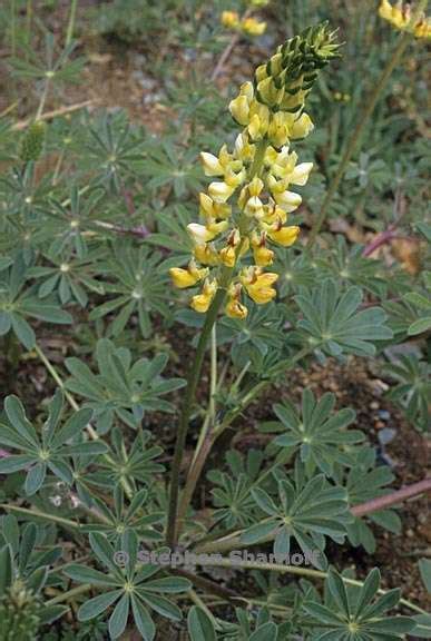 Lupinus Microcarpus