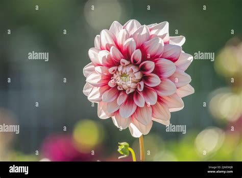 Dahlia Lavender Perfection Ball Dahlias Hi Res Stock Photography And