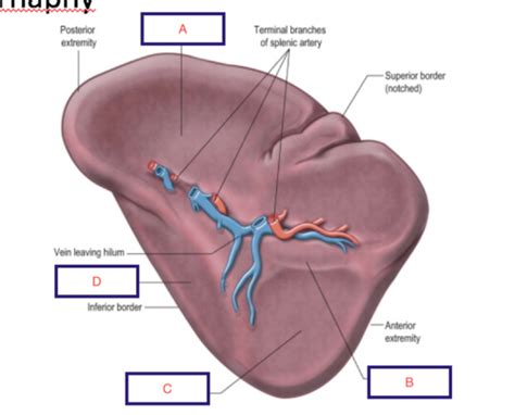 Crutch Spleen Embryology Part 1 Flashcards Quizlet