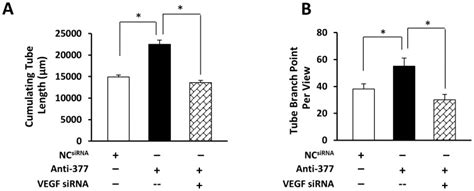 In Vitro Tube Formation Assay Showed That Total Capillary Tube Lengths Download Scientific