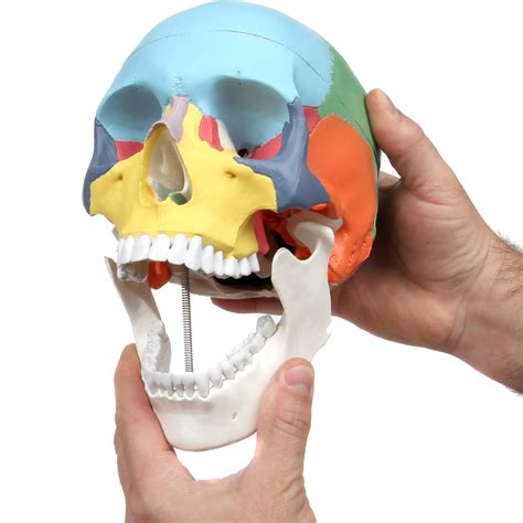 Axis Scientific Part Didactic Human Skull Model Life Size Painted