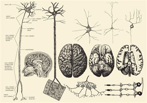 Neuron Drawing at PaintingValley.com | Explore collection of Neuron Drawing