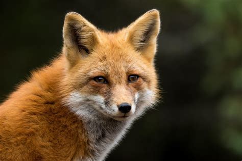 Pr Dateurs Du Lapin Noms Avec Photos