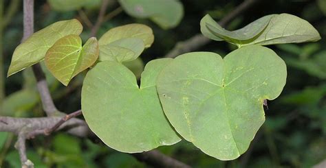 Cercis Siliquastrum Fabaceae Image At Phytoimages Siu Edu