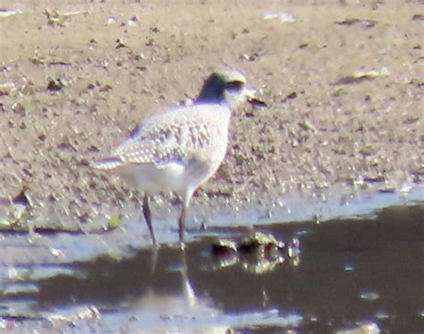 North Carolina Bird Atlas Checklist Nov Jordan Lake New