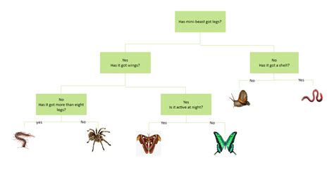 Free Editable Dichotomous Key Examples Edrawmax Online