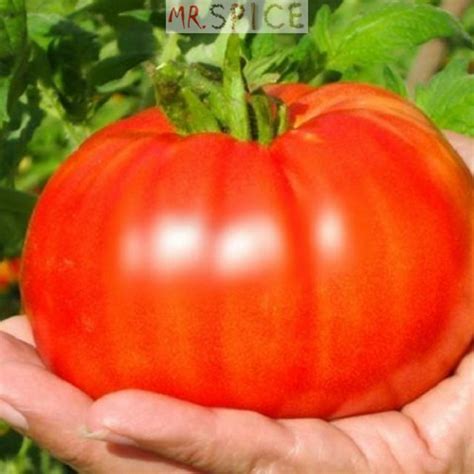 Sementes De Tomate Gaucho Super Marmande Para Vasos E Horta