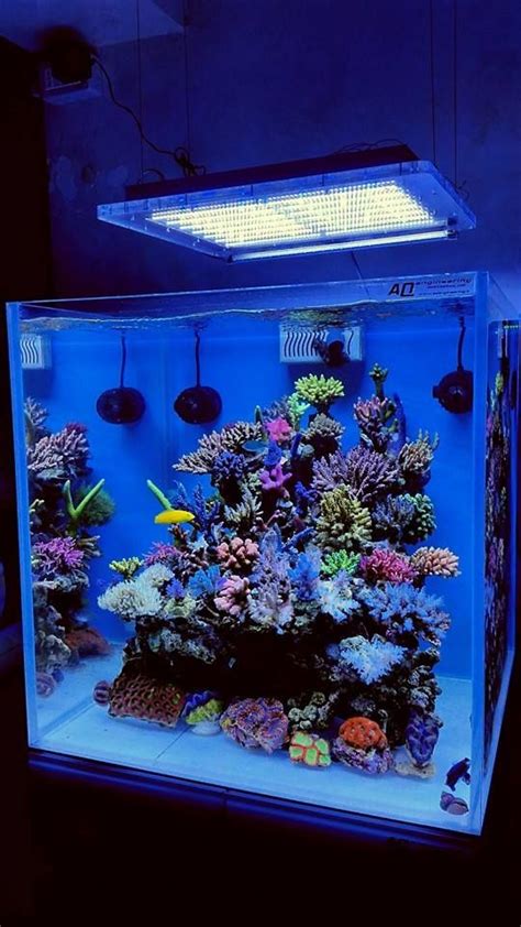 Pin By Ron Van Nyen On Aquarium Saltwater Tank Saltwater Tank Setup