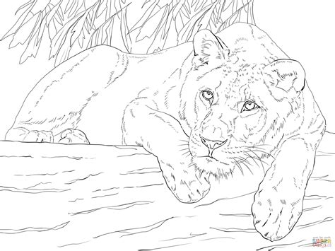 How To Draw A Lioness Lying Down