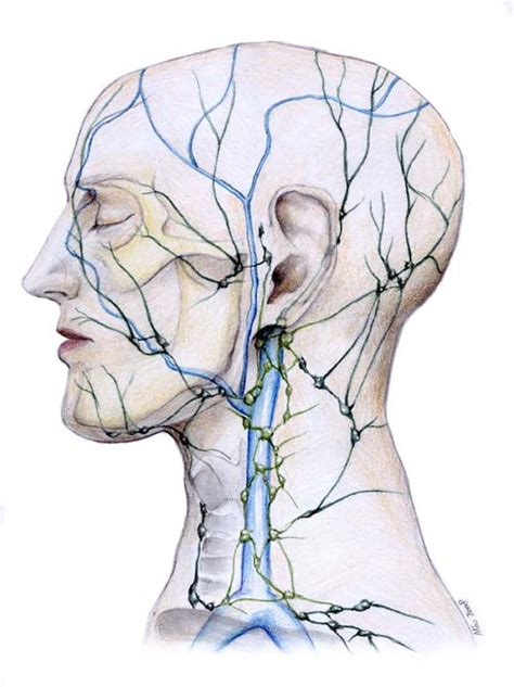 The Lymphatic System Alexander Technique In Spokane