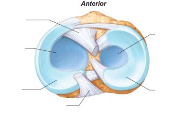 The Knee Joint Menisci And Cruciate Ligaments Diagram Quizlet