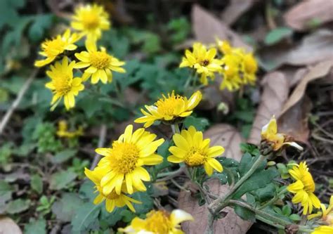 野菊花长啥样？野菊花实拍野菊花菊花网