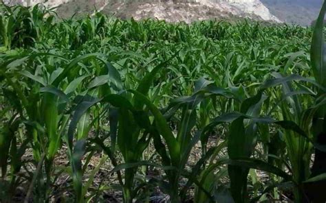 budidaya jagung kelompok tani