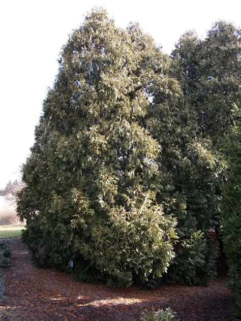 Harper S HR A 2012 Thuja Occidentalis Nigra Dark Green A Flickr