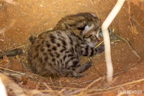 Black-footed Cat Facts | the Black-footed Cat Working Group