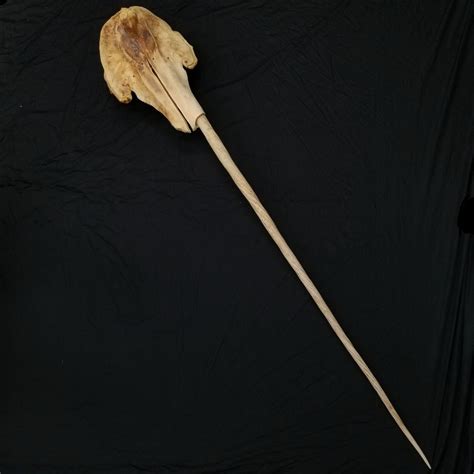 Narwhal Skull 5 7 Tusk Skullstore Inc