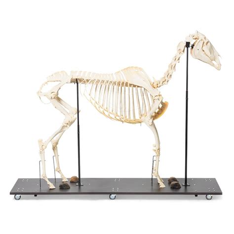 Real Horse Skeleton, Male, Specimen – GTSimulators.com