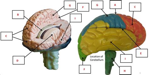 Areas of the Brain 2 Diagram | Quizlet