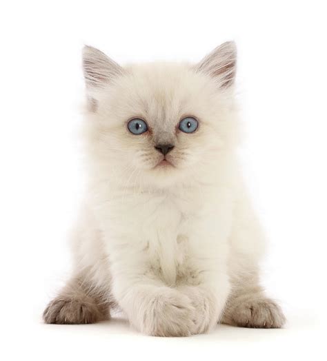 Playful Persian X Ragdoll Kitten Photograph By Mark Taylor Pixels