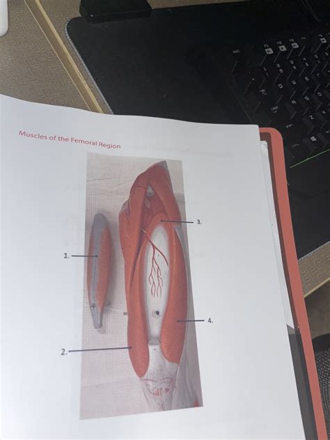 Muscles Of Femoral Region Diagram Quizlet