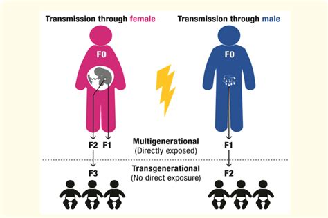 Potential Multi Or Trans Generational Epigenetic Alterations