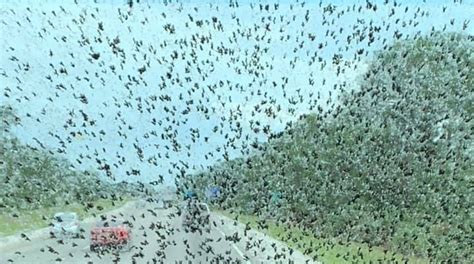 Florida lovebug invasion: Do they have a purpose?