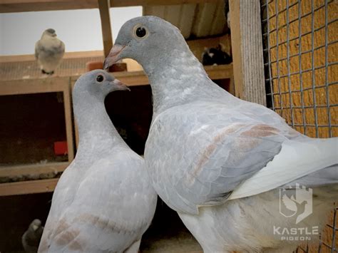 Recessive Opal Racing Pigeon Collection Pigeon Supplies Pigeon