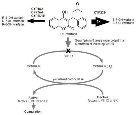 Warfarin Toxicity And Individual Variabilityclinical Case