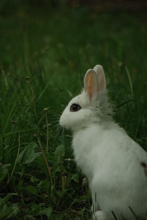 10+ Pet Rabbit Breeds That Make The Cutest Companions