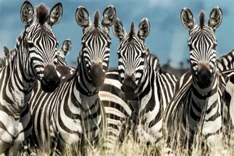 What Is A Group Of Zebras Called Zebras Collective Nouns Online